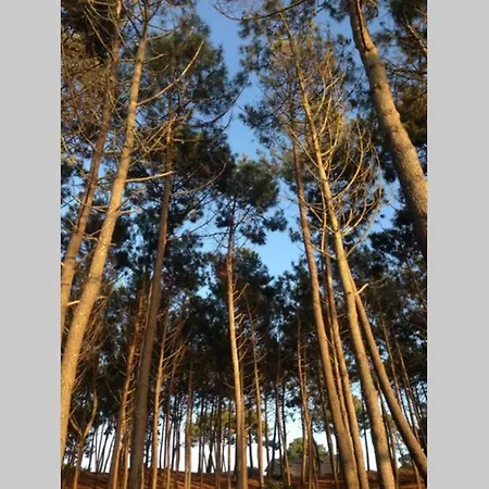 La De Carol Au Coeur Du Bassin D'arcachon לה טיש